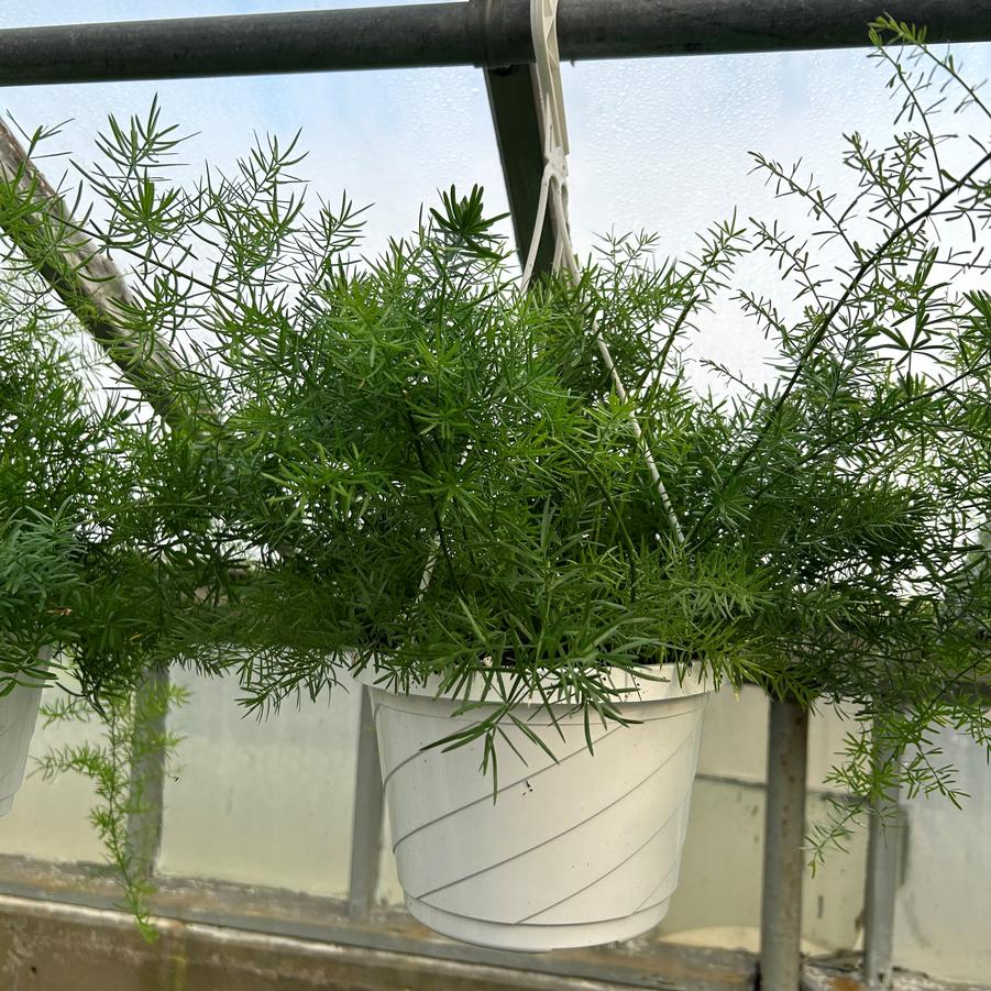 Asparagus fern 'Sprengeri' Hanging Basket - from Babikow Wholesale Nursery