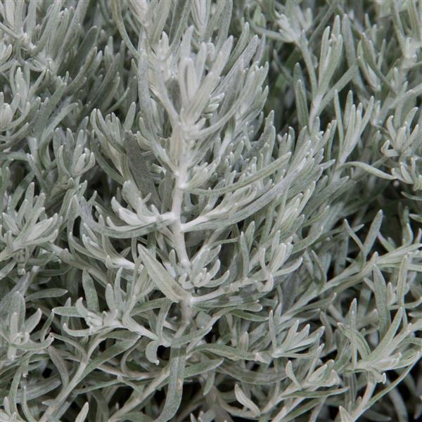 Helichrysum 'Silver Stitch' - from Babikow Wholesale Nursery
