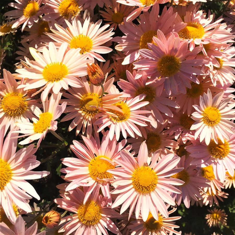 Dendranthema 'Sheffield Pink' - Chrysanthemum from Babikow Wholesale Nursery
