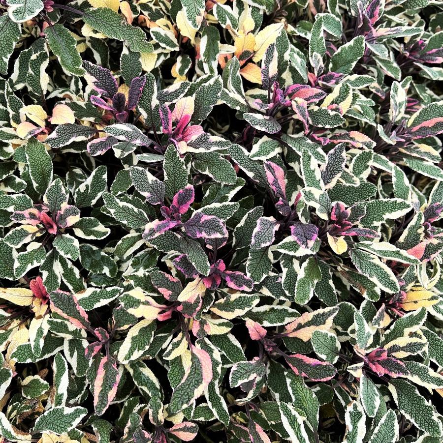 Salvia off. 'Tricolor' - Tricolor Sage from Babikow Wholesale Nursery