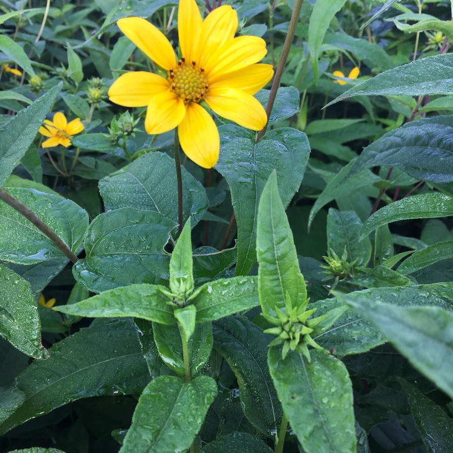 Helianthus divaricatus - Woodland Sunflower from Babikow Wholesale Nursery