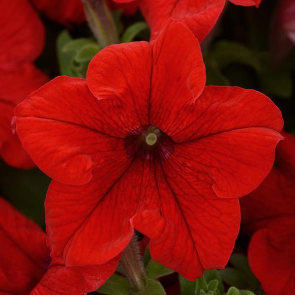Petunia Pretty Grand 'Red' - from Babikow Wholesale Nursery