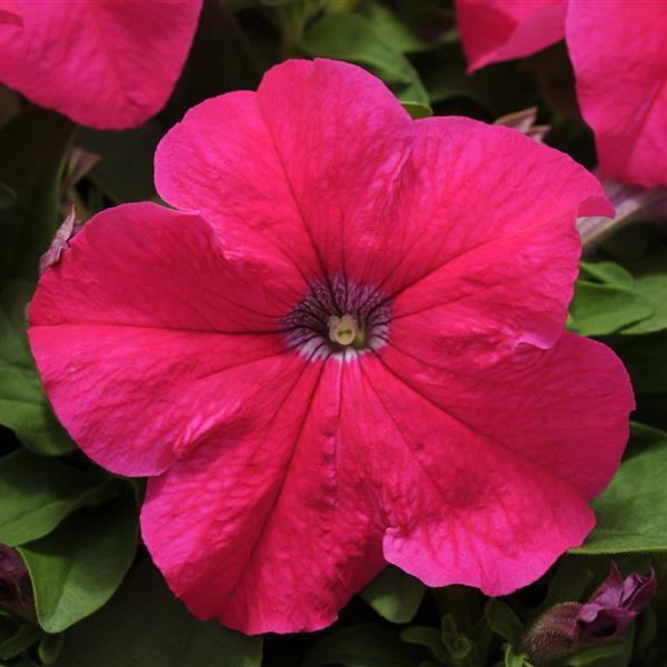 Petunia Pretty Grand 'Rose' - from Babikow Wholesale Nursery