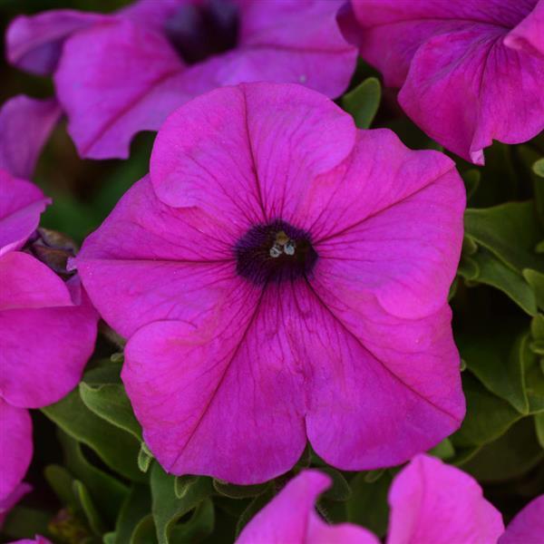 Petunia Pretty Grand 'Violet' - from Babikow Wholesale Nursery