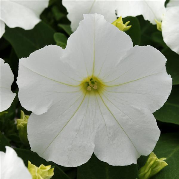 Petunia Pretty Grand 'White' - from Babikow Wholesale Nursery