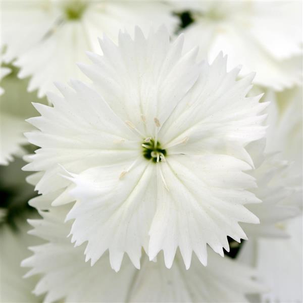 Dianthus Floral Lace 'White' - from Babikow Wholesale Nursery