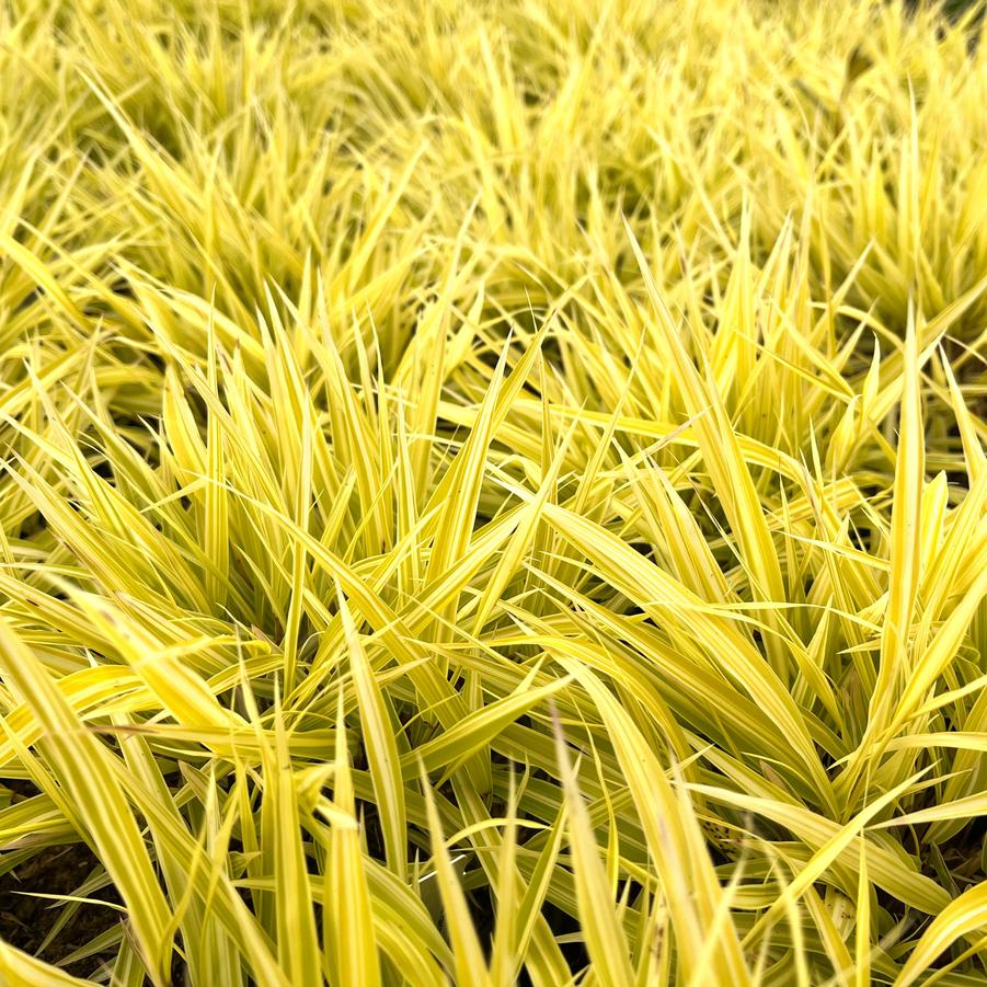 Hakonechloa 'HakBri1' Lemon Zest™ 'Lemon Zest' - Japanese Forest Grass from Babikow Wholesale Nursery