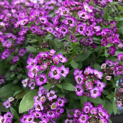 Alyssum Clear Crystal Purple Shades