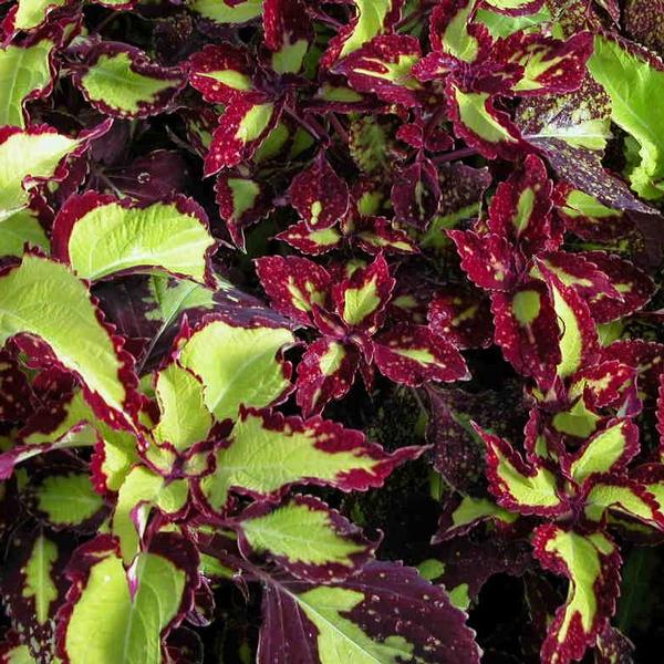 Coleus 'Saturn' from Babikow