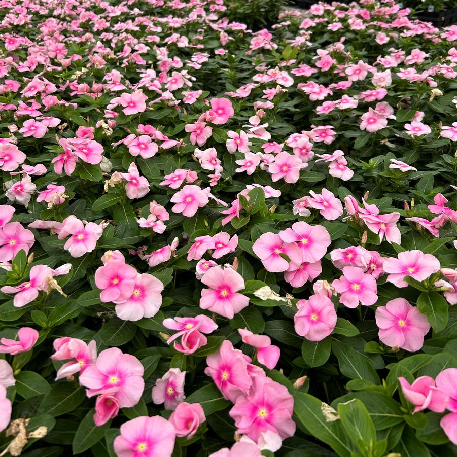 Vinca Titan Icy Pink