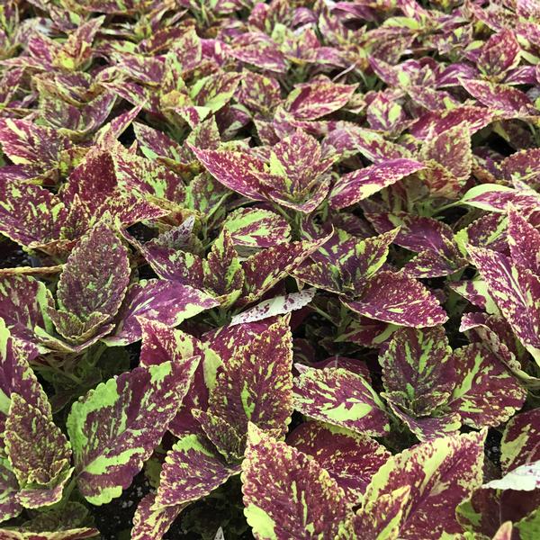 Coleus Sunlover Group 'Cranberry Salad' from Babikow