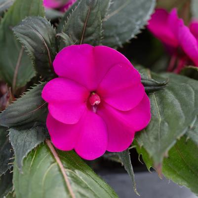 Impatiens SunPatiens Compact Bright Purple
