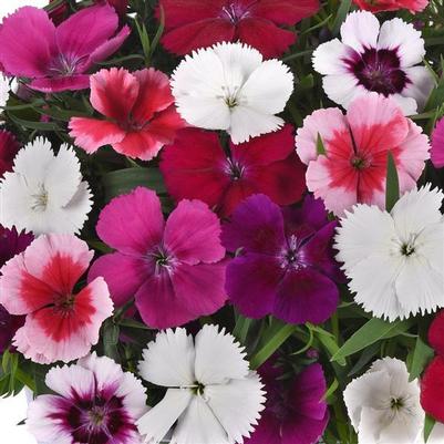 Dianthus Coronet Mix