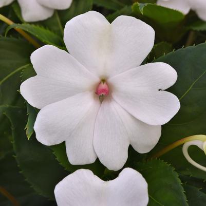 Impatiens Solarscape White Pearl