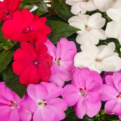 Impatiens SunPatiens Compact Boombox Boogie Mix