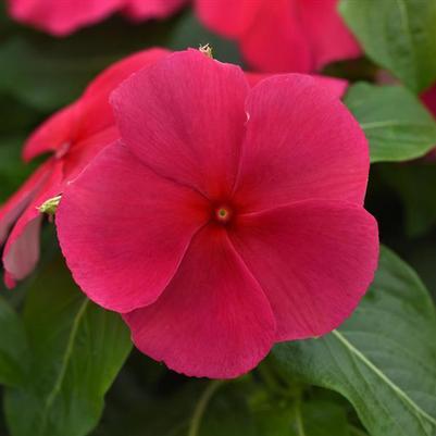 Vinca Titan-ium Punch