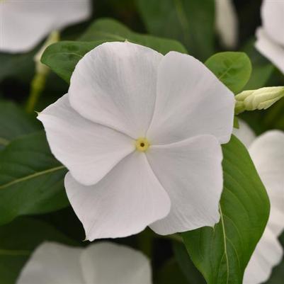 Vinca Titan-ium White