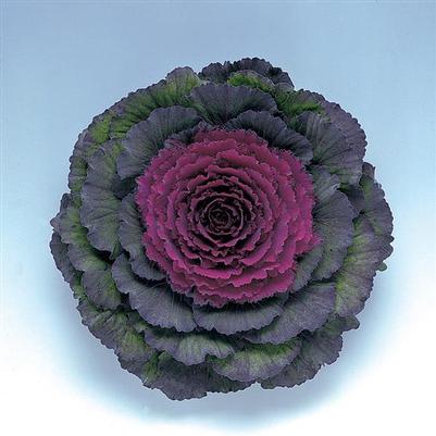 Kale Pigeon Purple
