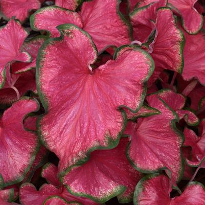 Caladium Flare