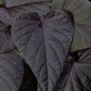 Ipomoea Sweet Georgia Heart Purple