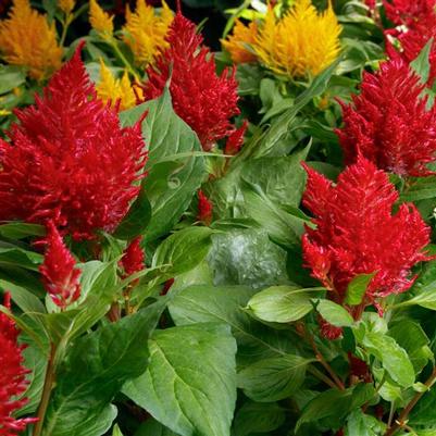 Celosia Flamma Mix