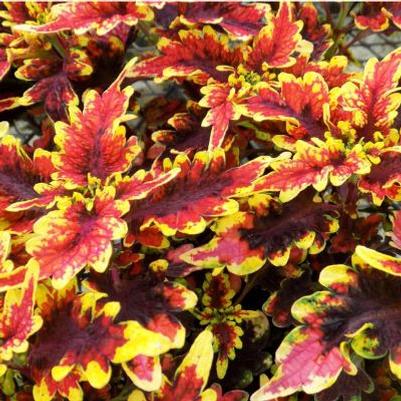 Coleus Stained Glassworks Golden Gate