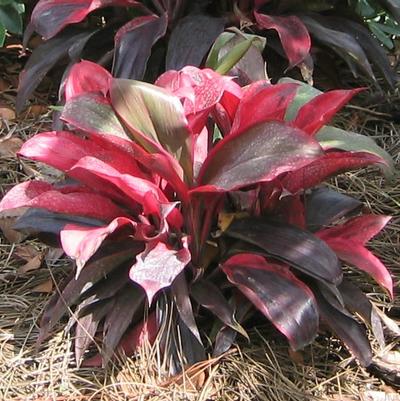 Cordyline Ruby