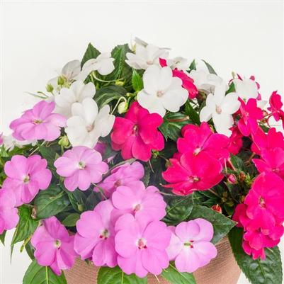 Impatiens SunPatiens Compact Best Friends Forever Mix