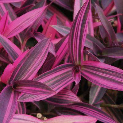 Setcreasea pallida Purple Variegated