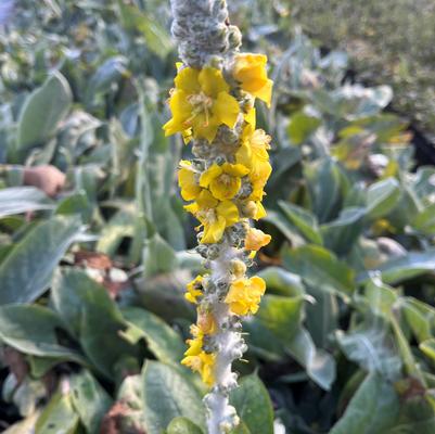 Verbascum Polarsommer