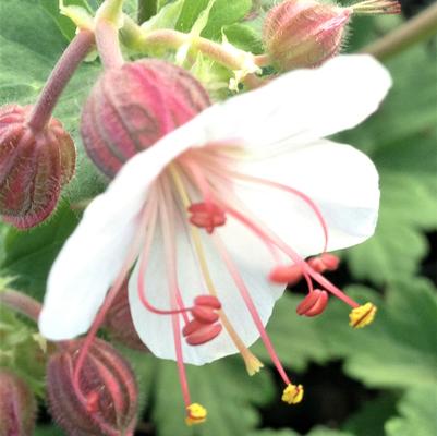 Geranium macr. Spessart