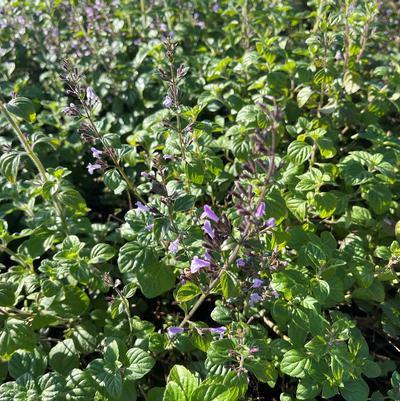Calamintha nepeta Blue Cloud