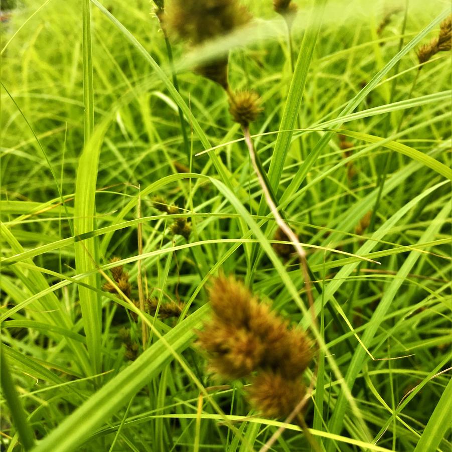Carex vulpinoidea - Fox Sedge from Babikow Wholesale Nursery