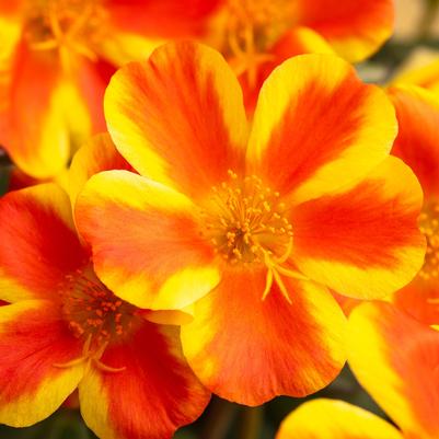 Portulaca SeaGlass Orange Shandy