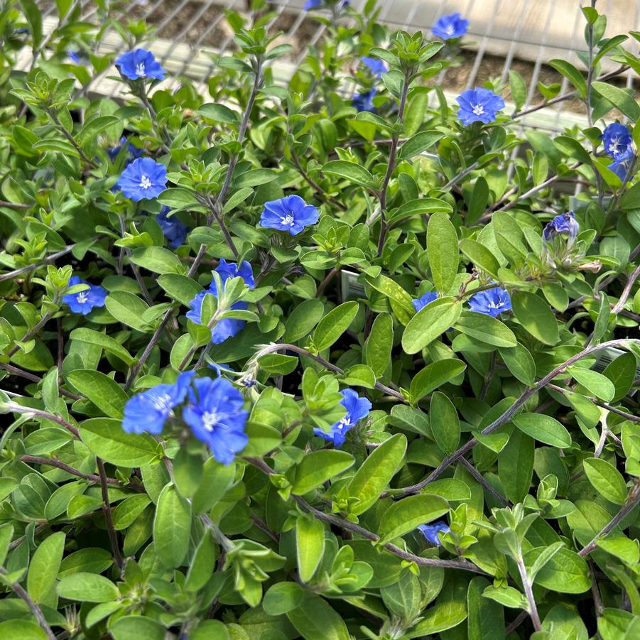 Evolvulus 'Blue Daze' - from Babikow Wholesale Nursery