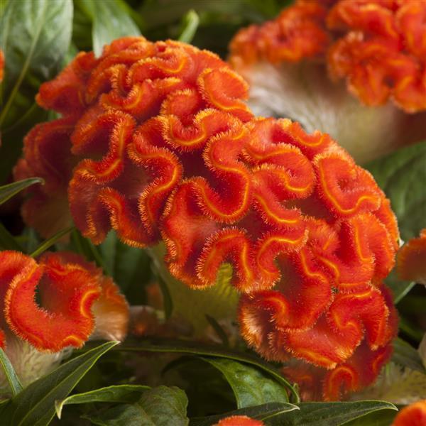 Celosia Twisted 'Dark Orange' - from Babikow Wholesale Nursery