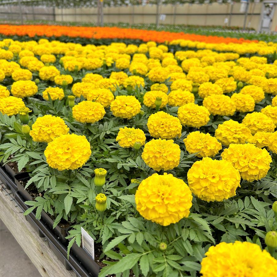 Marigold Taishan 'Yellow' - from Babikow Wholesale Nursery
