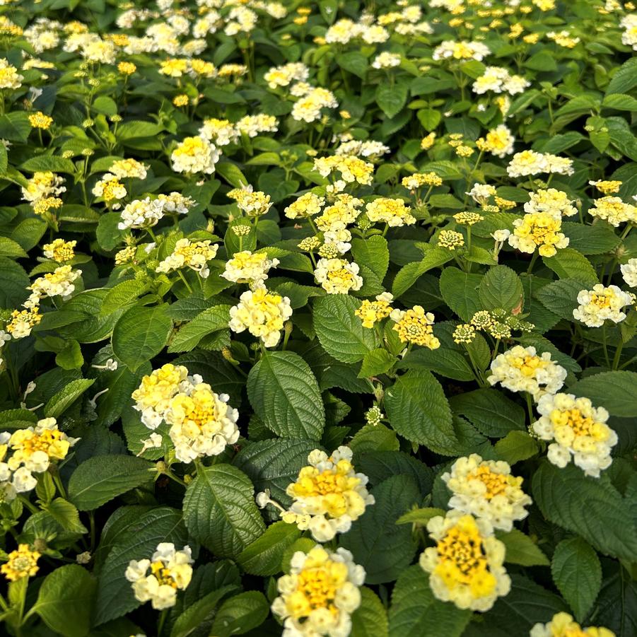 Lantana Gem 'Lemon Quartz' - from Babikow Wholesale Nursery