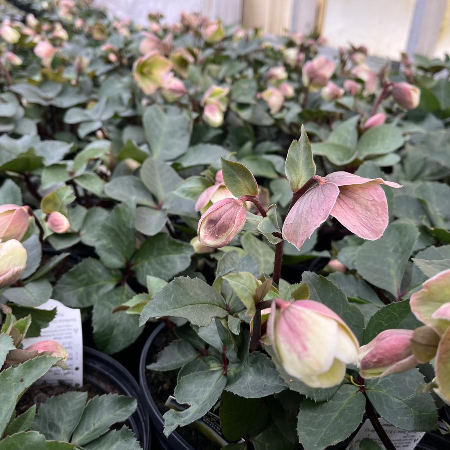 Helleborus 'Ivory Prince' - Lenten Rose from Babikow Wholesale Nursery