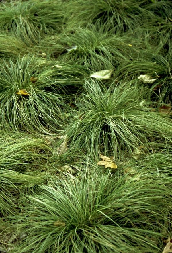 Carex com. 'Frosted Curls' - New Zealand Hair Sedge from Babikow Wholesale Nursery