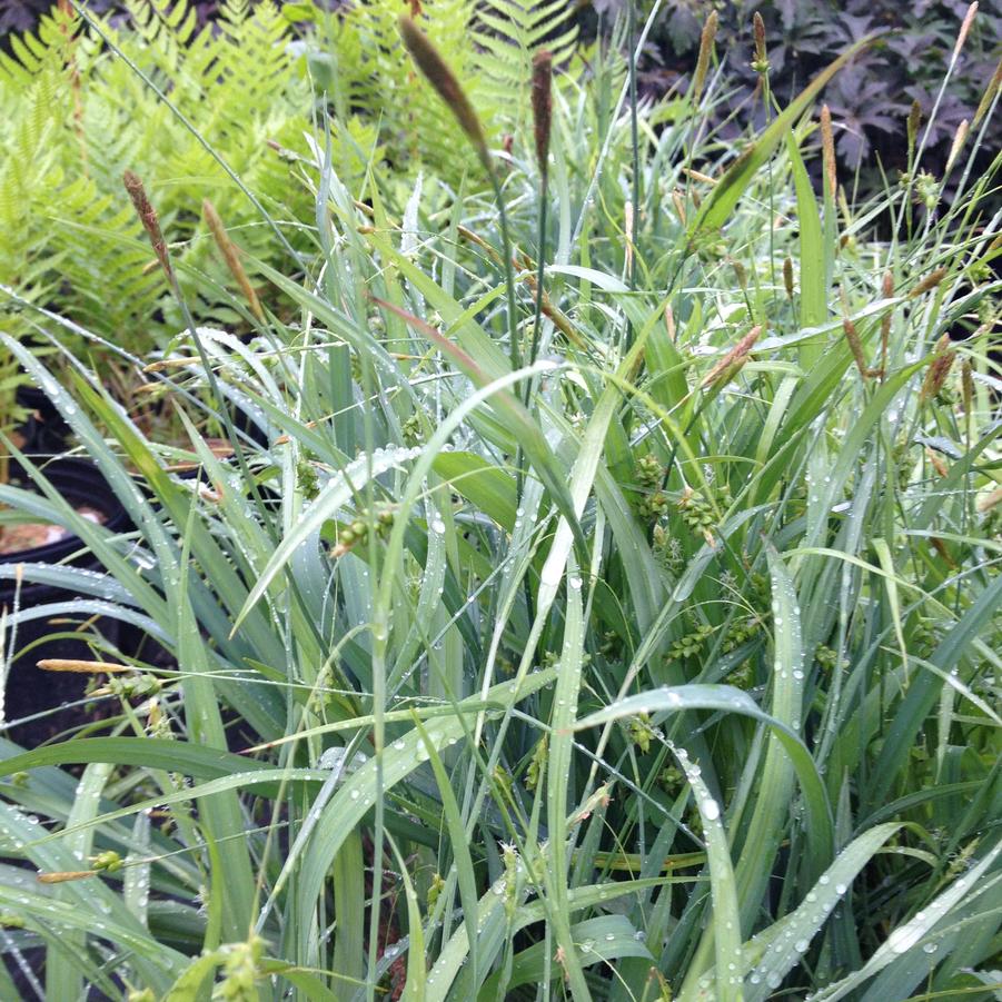 Carex lax. 'Bunny Blue' - Bunny Blue Sedge from Babikow Wholesale Nursery