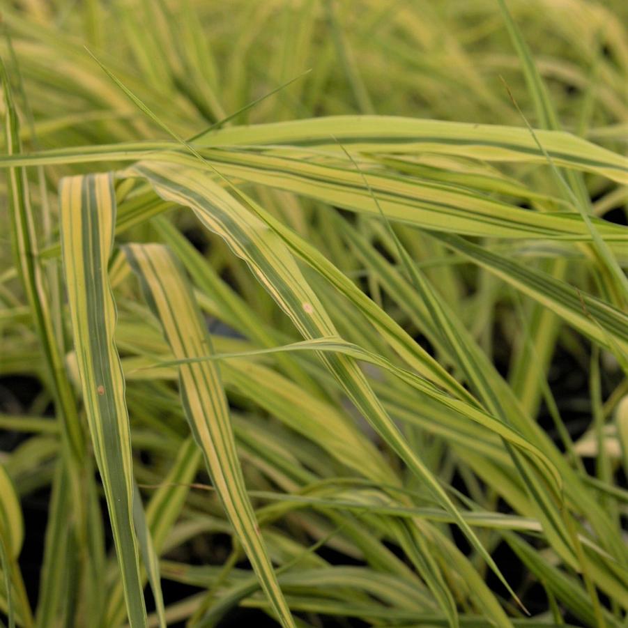Hakonechloa 'Aureola' - Golden Japanese Forest Grass from Babikow Wholesale Nursery