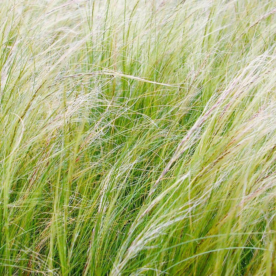 Nassella tenuissima - Feather grass from Babikow Wholesale Nursery