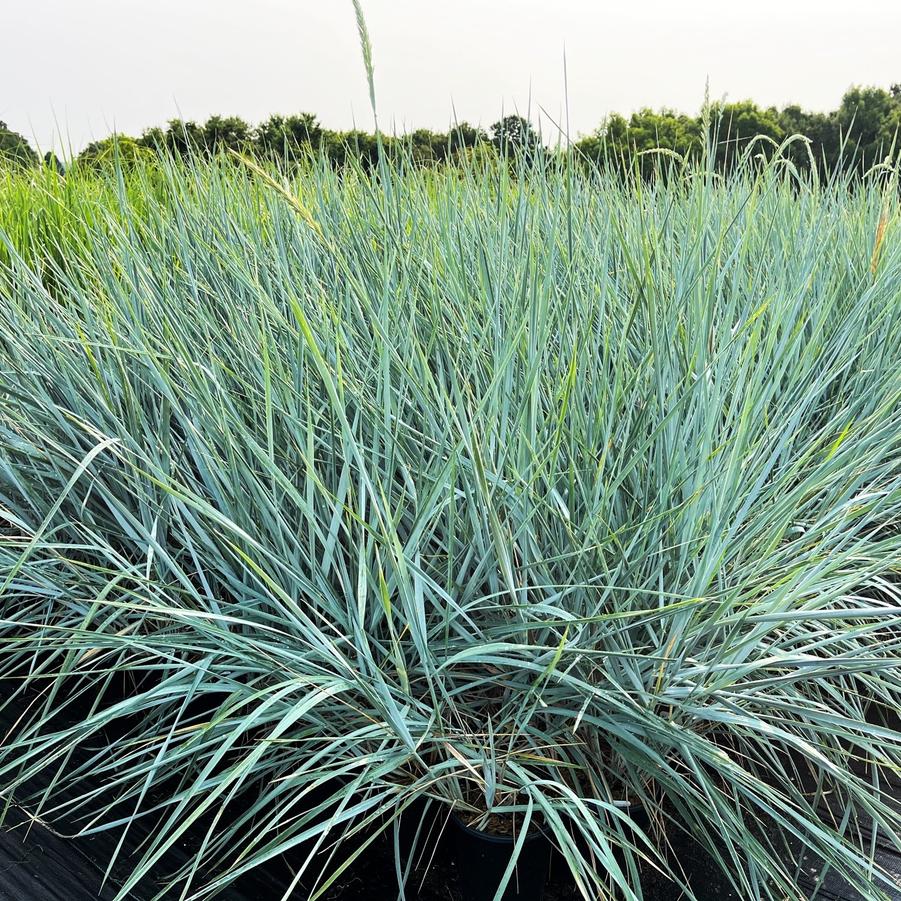 Leymus 'Blue Dune' - Blue Lyme Grass from Babikow Wholesale Nursery