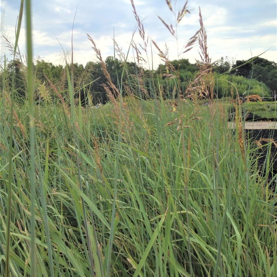 Sorghastrum 'Indian Steel' - Indian Grass from Babikow Wholesale Nursery