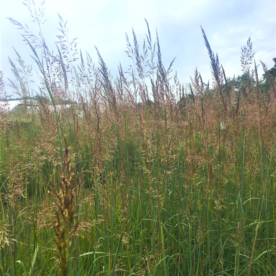 Sorghastrum nutans - Indian Grass from Babikow Wholesale Nursery