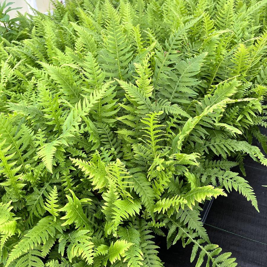 Thelypteris dec. pinnata - Beech fern from Babikow Wholesale Nursery