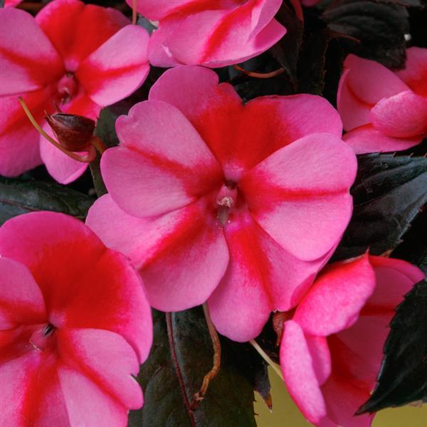 Impatiens Sunpatiens Compact 'Red Candy' - from Babikow Wholesale Nursery