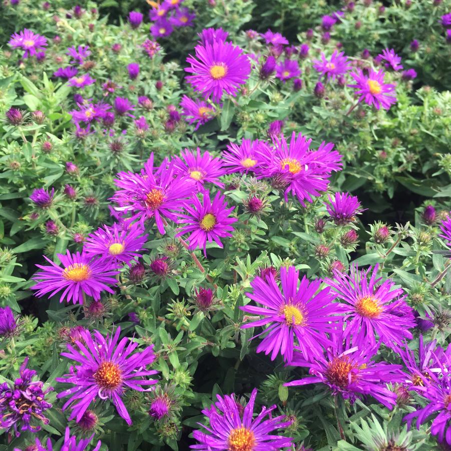 Aster nov.ang. 'Purple Dome' - New England Aster from Babikow Wholesale Nursery
