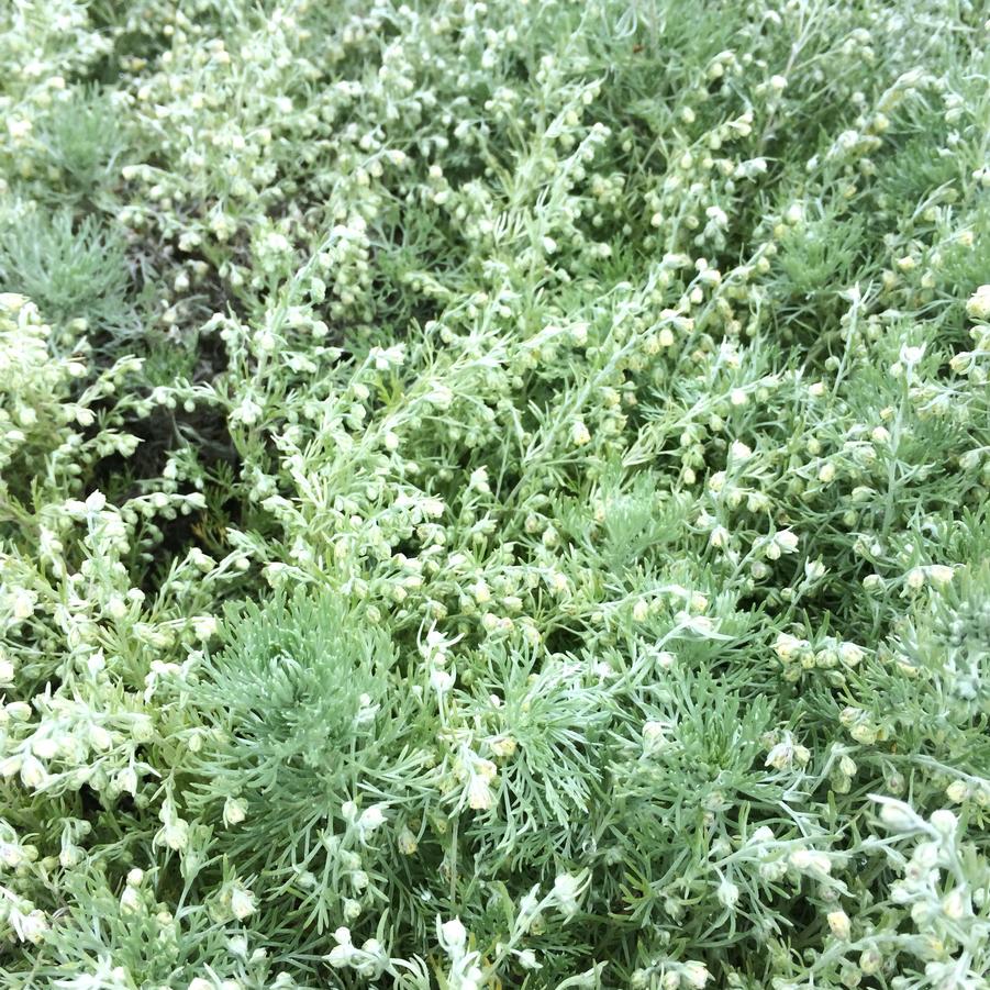 Artemisia 'Silver Mound' - Wormwood from Babikow Wholesale Nursery